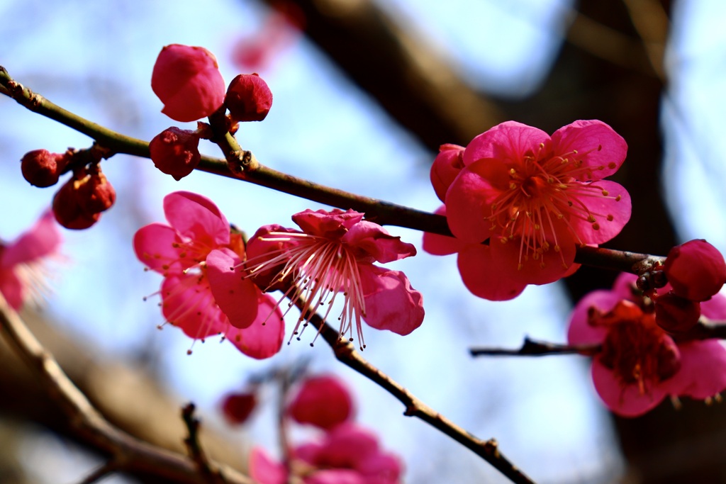 平芝公園　梅の花　その１