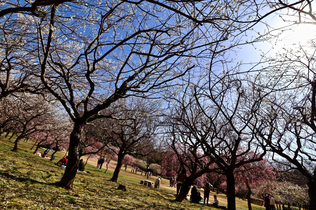 平芝公園