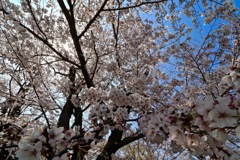 水源公園の桜_２