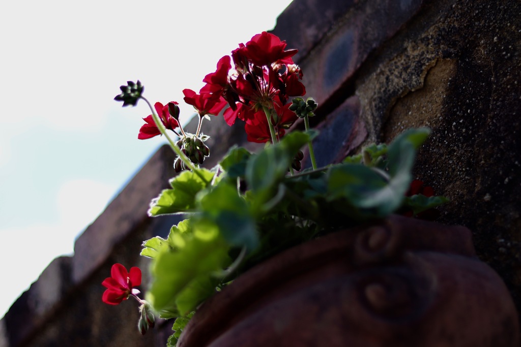 自転車で花を撮影に行きました_6