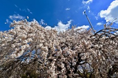 行福寺の枝垂れ桜_４