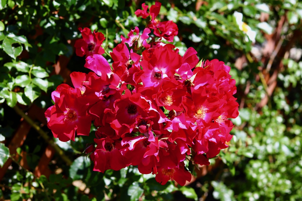 自転車で花を撮影に行きました_１