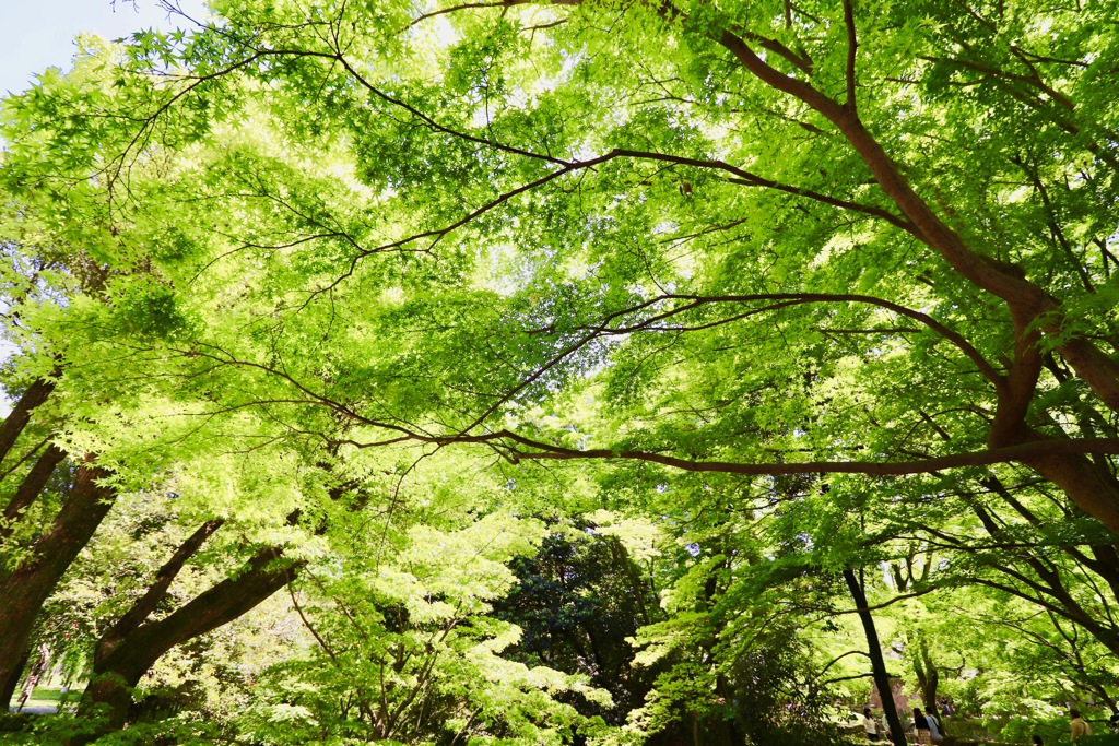 岡崎公園_緑が眩しい_１