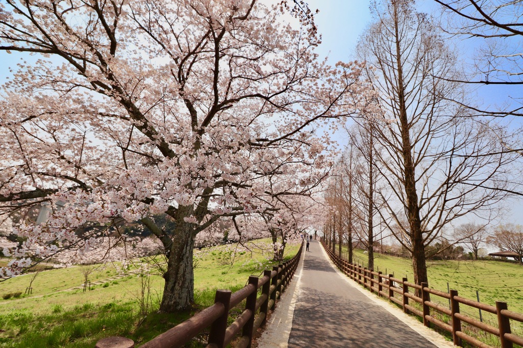 鞍ケ池公園