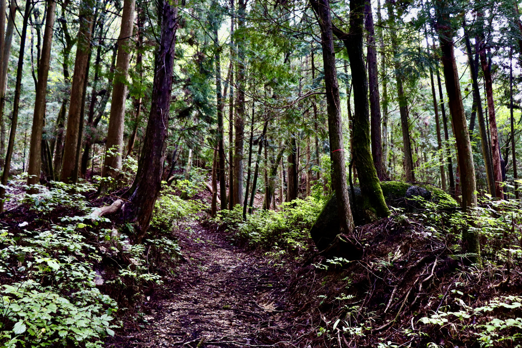磐座の森　その１