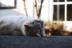 なんだかニャ～