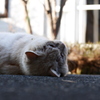 なんだかニャ～