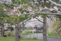 桜のアーチを