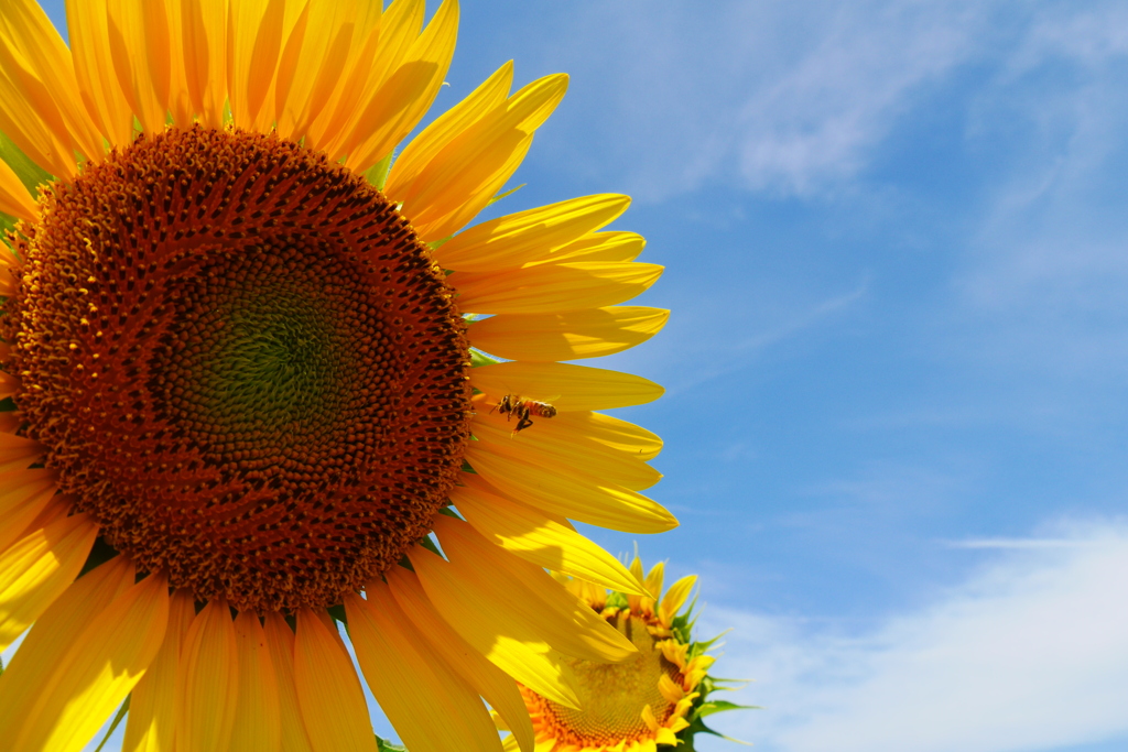 sun & bee
