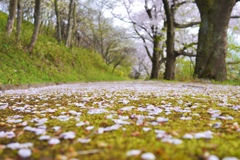 桜色が降る道