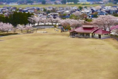 いつもの春の風景