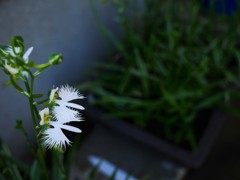 今年も（こそ？）飛びますか