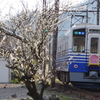 えちてつと梅4