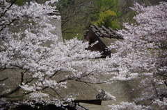茅葺屋根と桜２