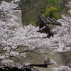 茅葺屋根と桜２