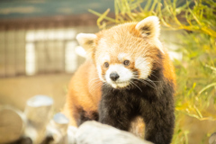 レッサーパンダ（那須どうぶつ王国）