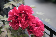 DSCF4991　ProNegstd