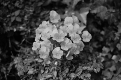 DSCF5038　アクロス