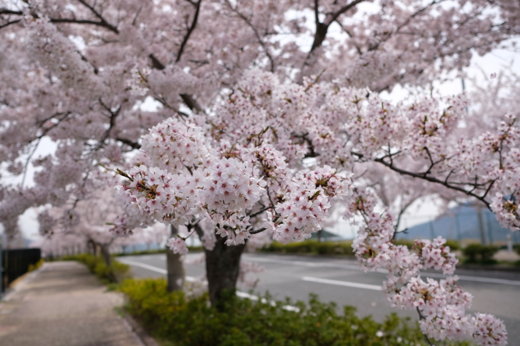 DSCF4568　名塩東山台にて