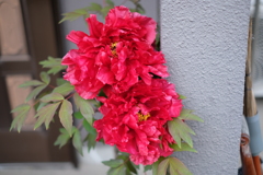 DSCF5009　玄関の牡丹