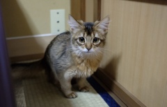 ソマリ猫の「テト」です。