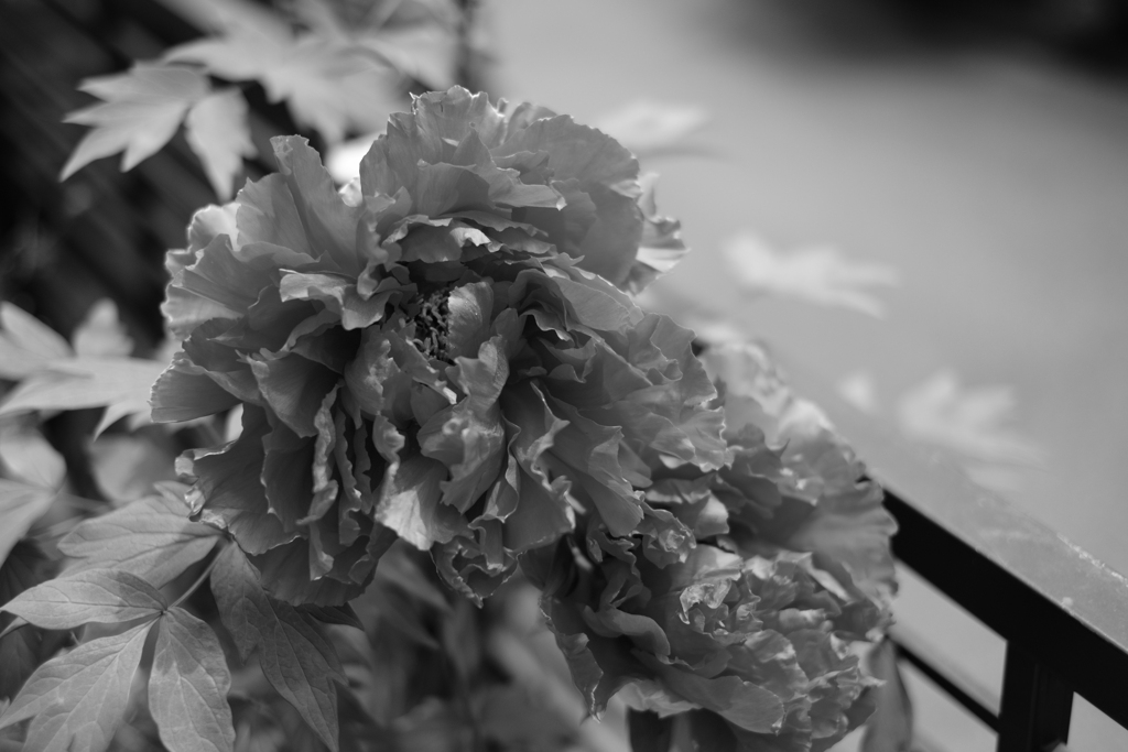 DSCF4992　アクロス