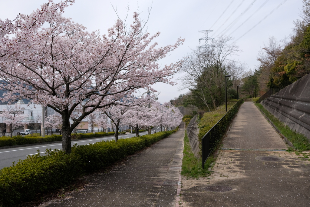 DSCF4555　名塩にて