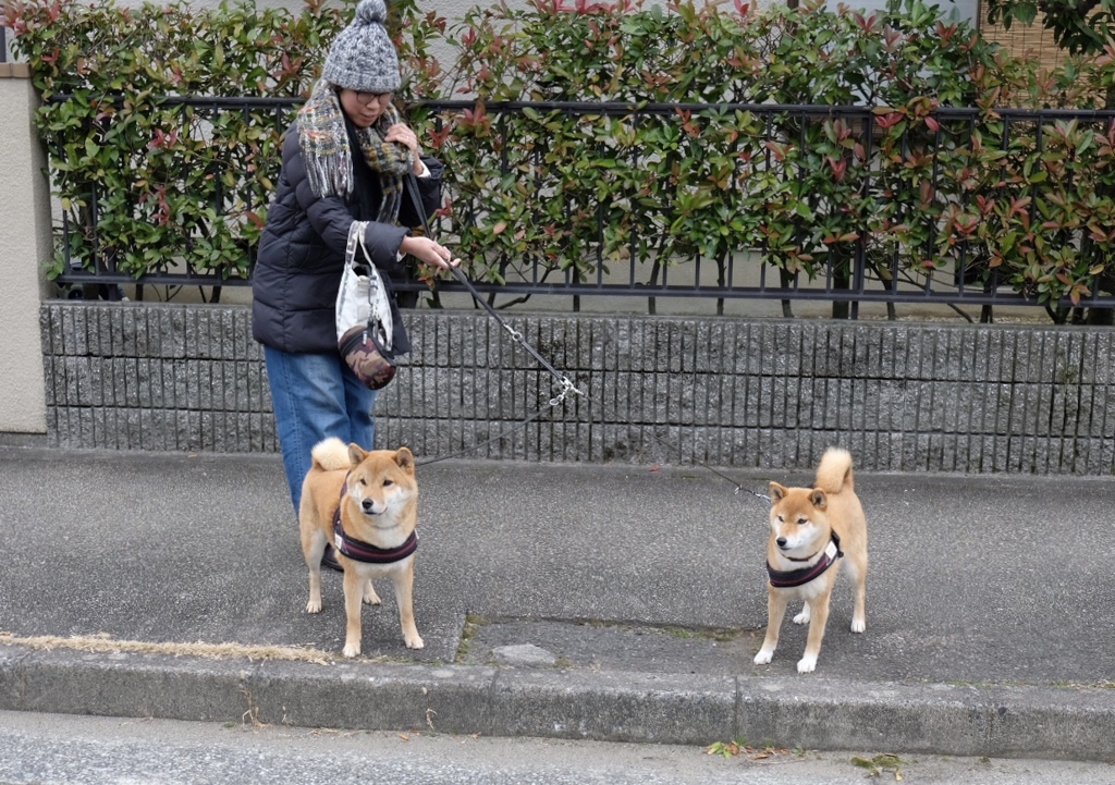 ご近所の犬友さん