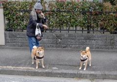 ご近所の犬友さん