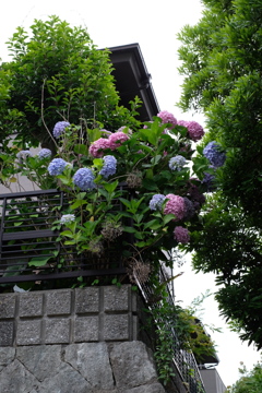 家人は一本の紫陽花だというのですが。