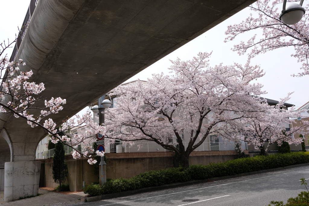DSCF4551　名塩東山台にて　歩道橋