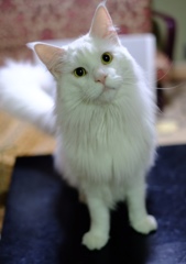 ケオ君