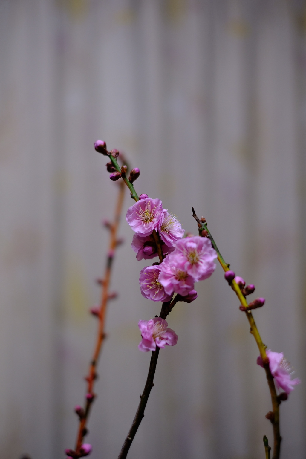 梅の花