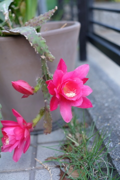 サボテンの花
