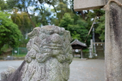 DSCF5329　名塩八幡神社　狛犬　吽像