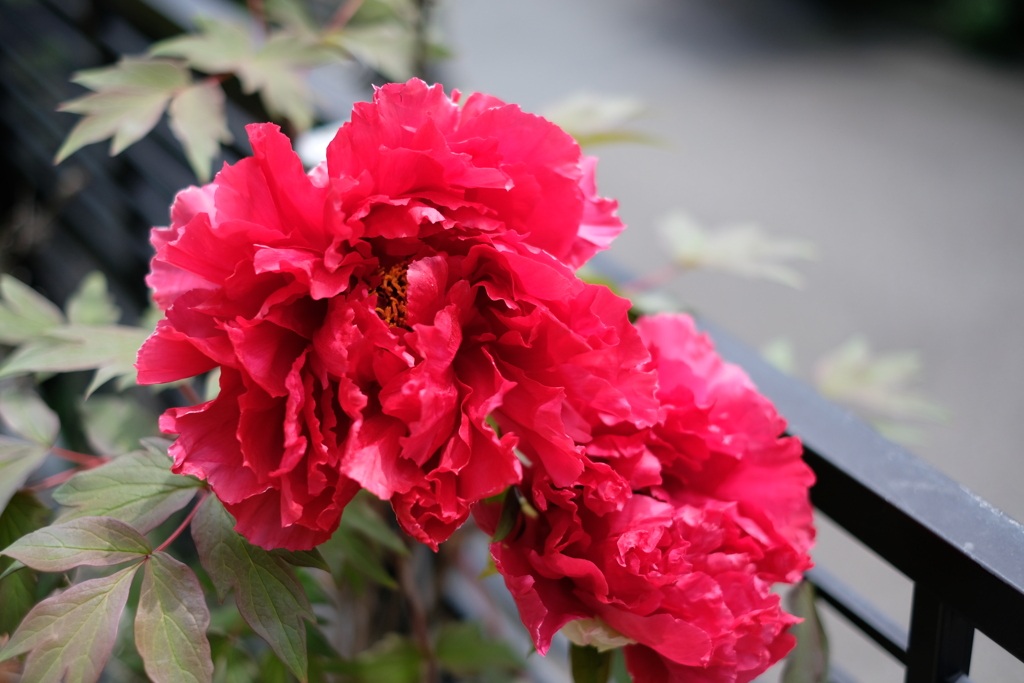 DSCF4990 プロビア