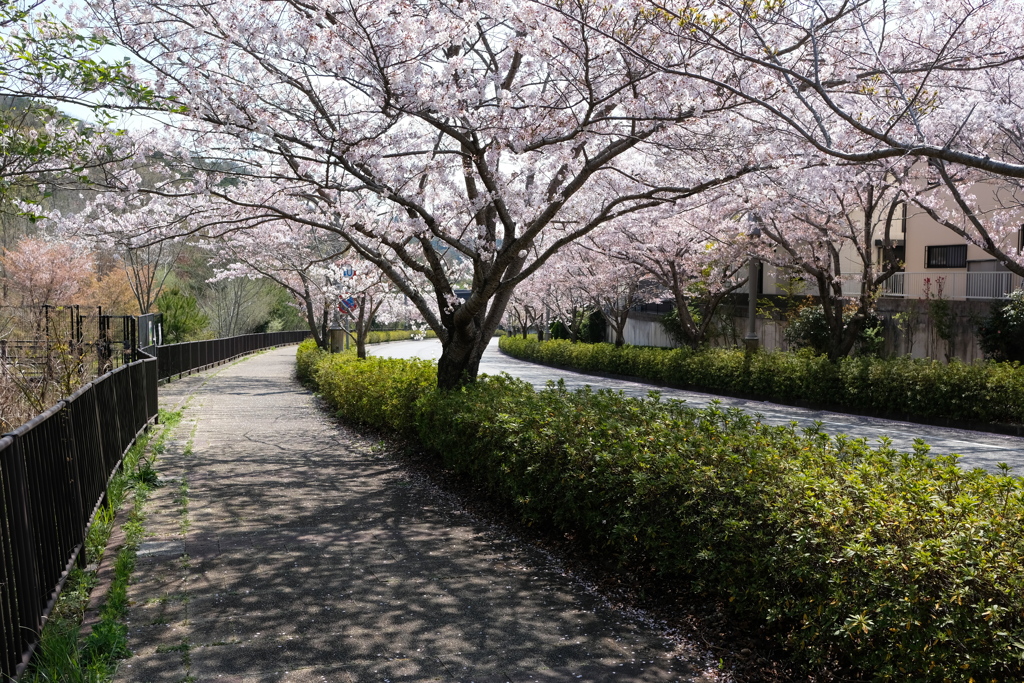 DSCF4624　東山台にて