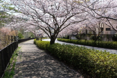 DSCF4624　東山台にて