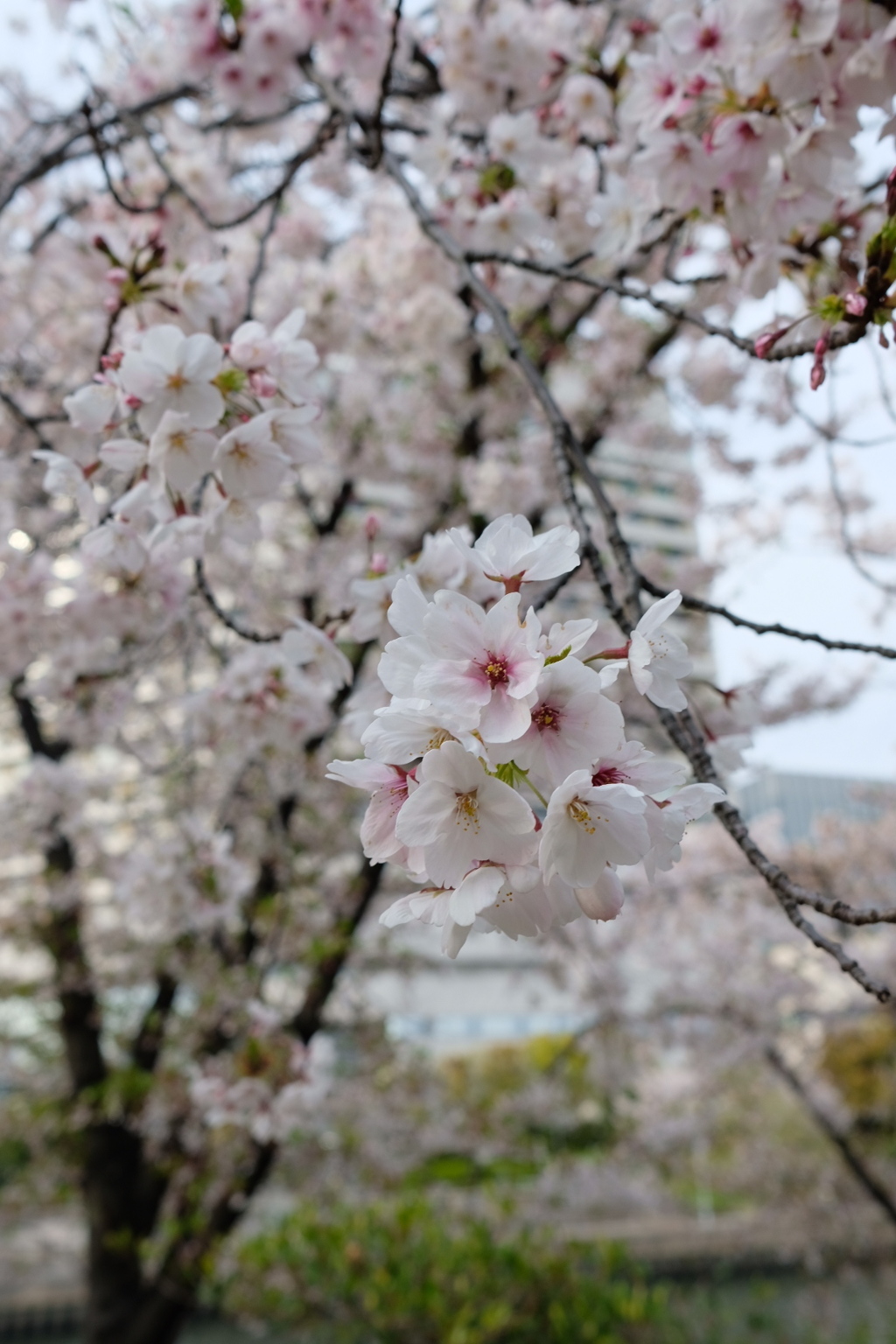 大阪城公園にて