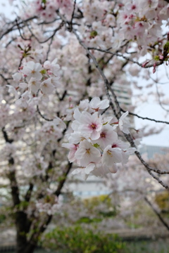 大阪城公園にて