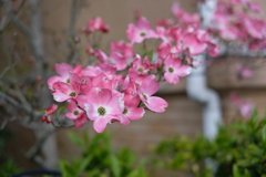 DSCF5039　プロビア