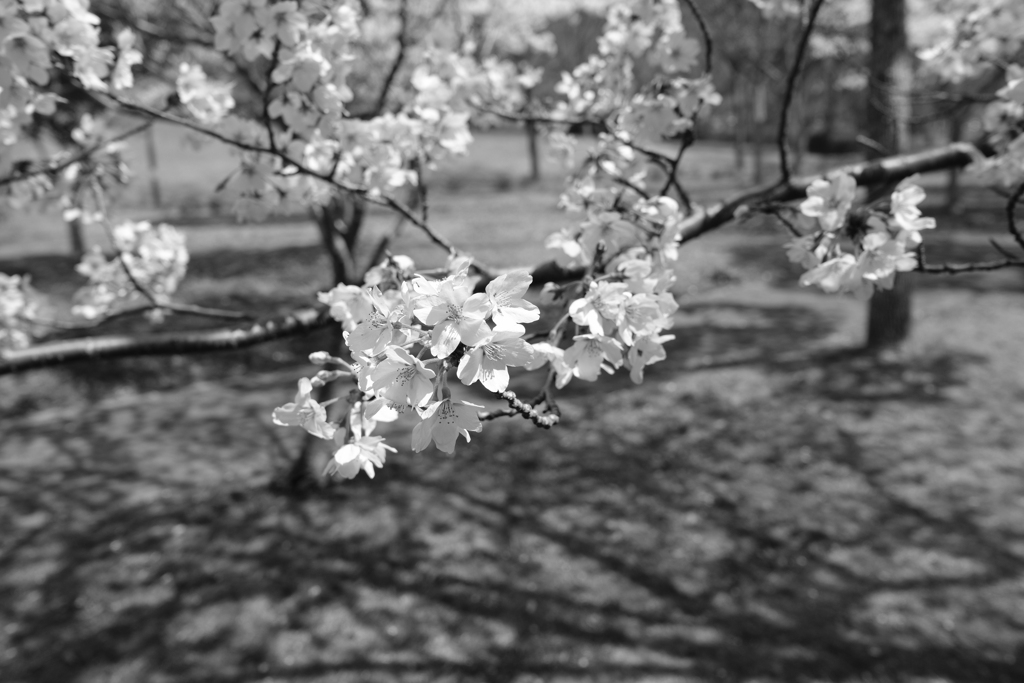 DSCF4418 神戸しあわせの村