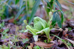 庭の蕗の薹