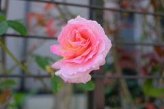 DSCF5358　薔薇