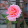DSCF5358　薔薇