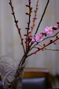 梅の花