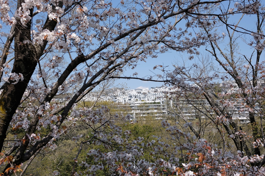 DSCF4652　１７６号線から