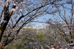 DSCF4652　１７６号線から