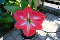 DSCF5803　アマリリス