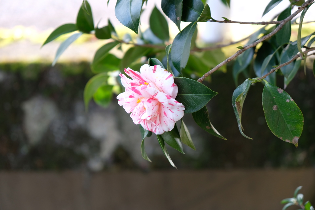 寒椿
